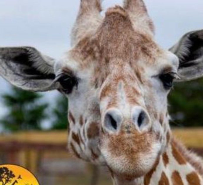 È morta April, la giraffa star del web: “Costretti a sopprimerla”
