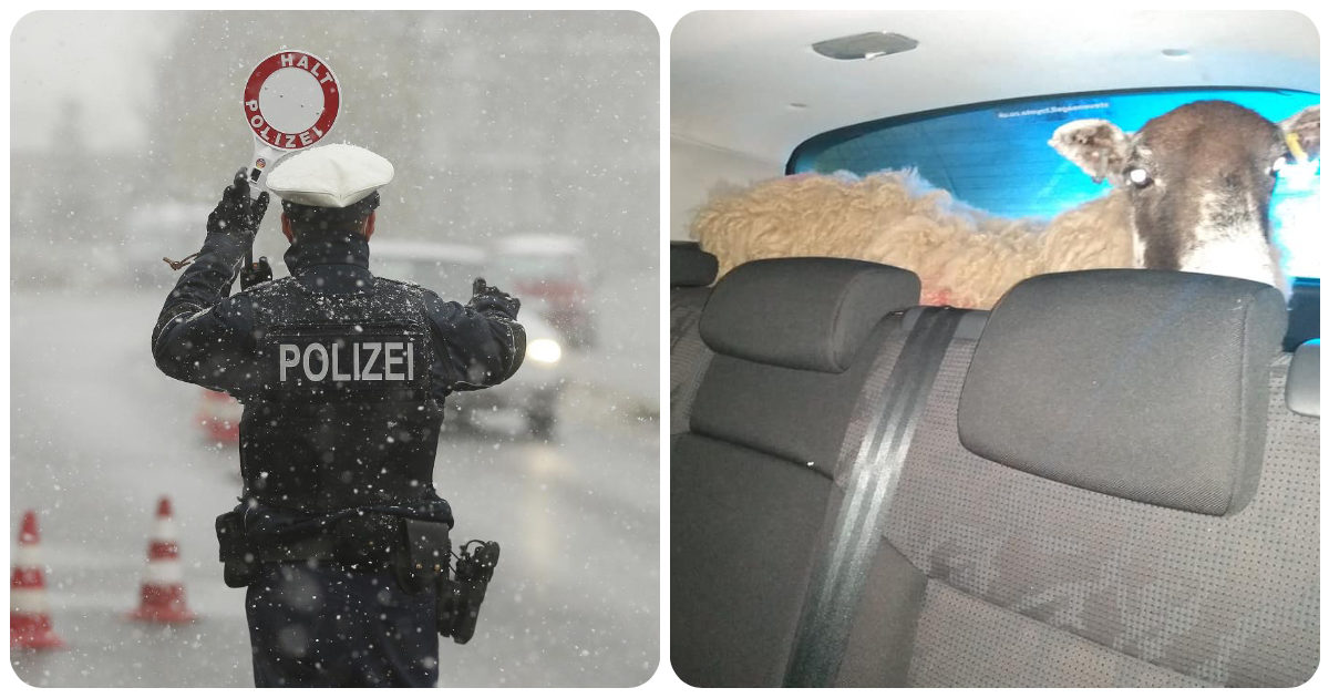 Polizia ferma automobile senza revisione e assicurazione e con una pecora nel bagagliaio
