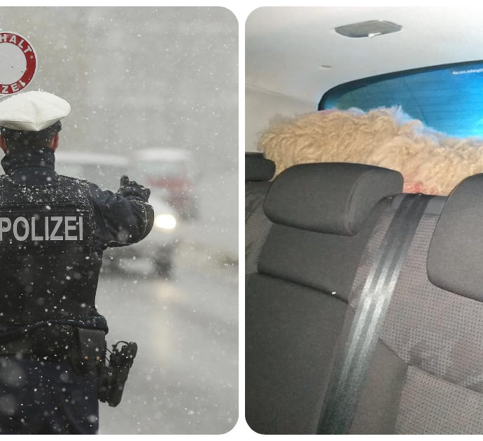 Polizia ferma automobile senza revisione e assicurazione e con una pecora nel bagagliaio