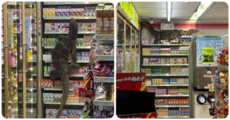 Copertina di Lucertola gigante scatena il panico al supermercato: “Mai vista una così grande in vita mia” – Video