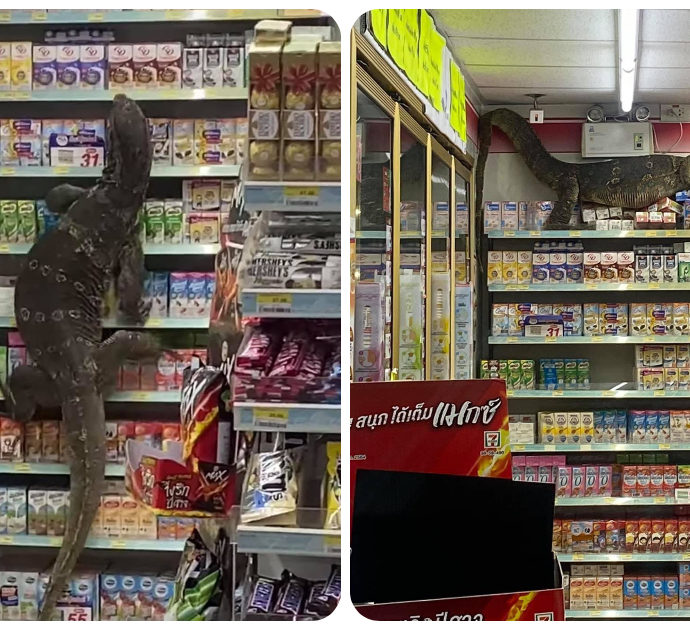 Lucertola gigante scatena il panico al supermercato: “Mai vista una così grande in vita mia” – Video