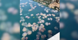 Copertina di Jesolo, il numero anomalo di meduse giganti sul litorale che fa paura ai turisti