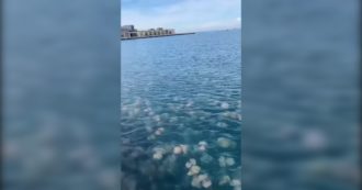 Copertina di “Invasione” di meduse nel Golfo di Trieste: il fenomeno spettacolare (e storico) arriva sotto costa – Video