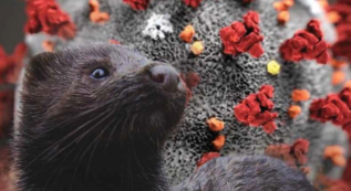 Copertina di Visoni: altro che ristori alla Lombardia, la Lav chiede al ministro di chiudere gli allevamenti