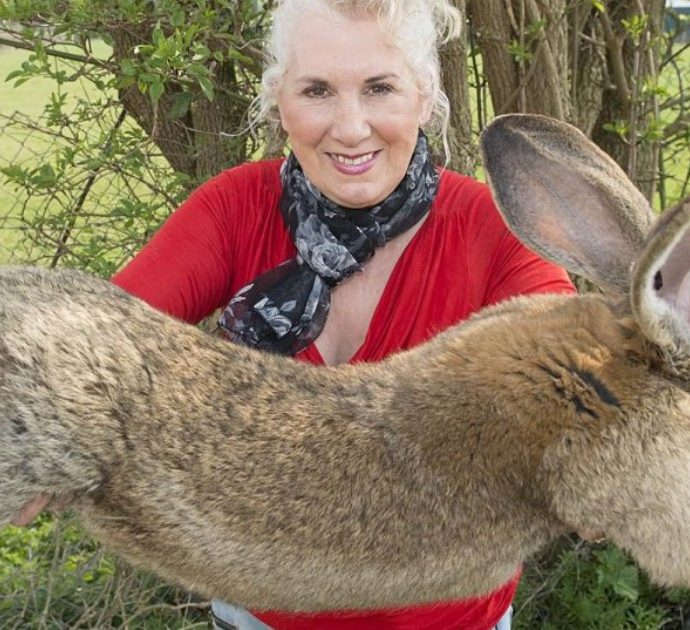 Rubato Darius, il coniglio più grande del mondo: 1200 euro di ricompensa a chi lo ritrova