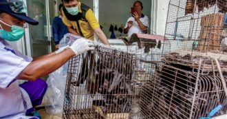 Copertina di Coronavirus, l’Oms chiede lo stop alla vendita di animali selvatici vivi nei mercati: “Fonte di oltre il 70% delle nuove malattie infettive”