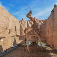 Per la sezione “Natura” il primo premio è andato a Ami Vitale con la foto di una giraffa trasportata su una chiatta costruita su misura, dall’isola allagata di Longicharo, sul lago Baringo, nel Kenya occidentale,