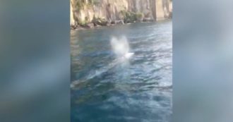 Copertina di Balena grigia avvistata a Sorrento, due giorni fa era a Ponza. Gli esperti: “Evento eccezionale, la prima volta in Italia” (VIDEO)