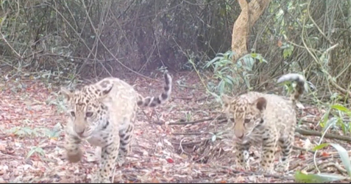 Un giaguaro stabilisce il record di nuoto: ha attraversato un bacino artificiale percorrendo 2.5 km