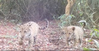 Copertina di Mamma e due cuccioli di giaguaro tornano liberi nella riserva. I grossi felini immortalati dalle telecamere nel loro habitat naturale (VIDEO)