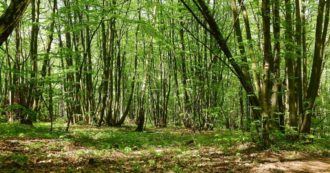 Copertina di Fdi toglie i vincoli ai tagli boschivi con un emendamento. L’accusa: “Gran regalo alla filiera del legno”
