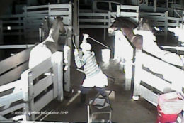 Copertina di Cavalle gravide (e puledri) torturate per fare il medicinale per gli allevamenti intensivi