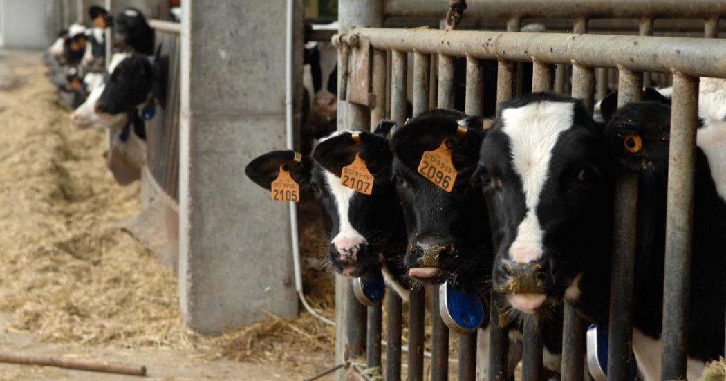 Allevamenti intensivi, la proposta dell’Europa: autorizzazioni ambientali e limiti emissivi per i bovini. E giro di vite anche a suini e pollame