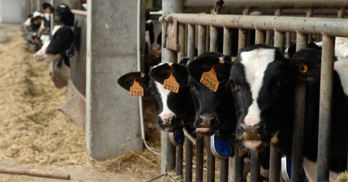 Verona, veterinaria di 25 anni morta schiacciata da una mucca durante una visita: stava facendo il tirocinio dopo la laurea