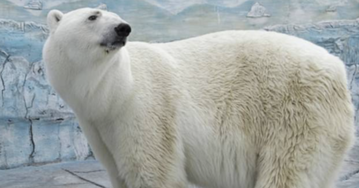 Orso bianco tenuto in uno zoo ingerisce una palla di gomma lanciata da un visitatore: muore poco dopo