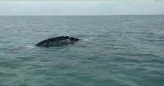 Copertina di Da Ponza a Fiumicino, avvistato sotto costa il giovane esemplare di balena grigia: ecco il video