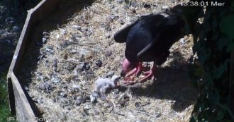 Copertina di Ecco l’unico pulcino di avvoltoio reale al mondo ad essere nato in una struttura zoologica: così mamma e papà lo accudiscono – Video