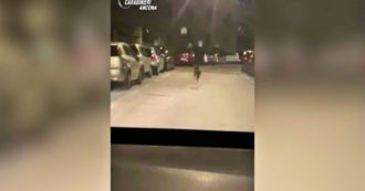 Copertina di Ancona, carabinieri si imbattono in un lupo tra le vie della città e lo “scortano” fuori dal centro abitato – Video