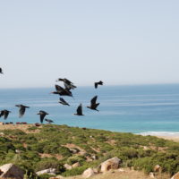 Ibis eremita reintrodotti a Cadice, in Spagna