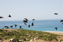 Copertina di Covid, alle Baleari tornano le restrizioni. Stop agli incontri tra l’una e le 6 del mattino mascherina raccomandata sempre
