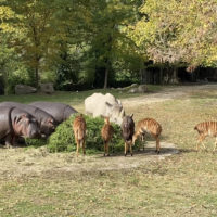 Ippopotami, rinoceronti e antilopi al Parco Natura Viva