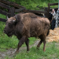 Julo, bisonte reintrodotto in Romania