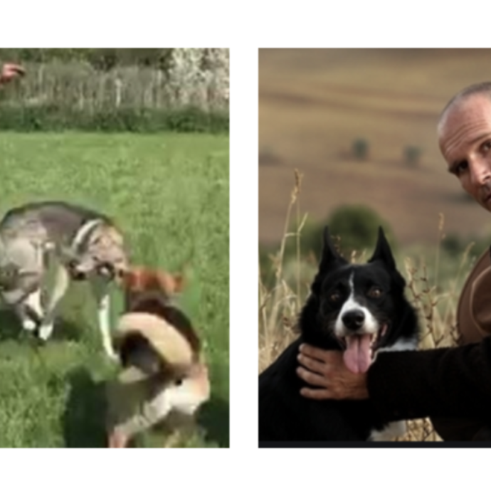 Claudio Mangini, la storia dell’addestratore che ha preso a calci il cane (VIDEO)