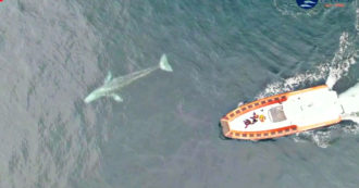 Copertina di Wally, la balena che dall’Oceano Pacifico è arrivata nelle acque italiane: “Stremata dal lungo viaggio, giovane esemplare di 7 metri” – Video