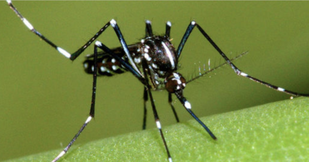 Zanzare geneticamente modificate per far fuori altre zanzare che trasmettono malattie: ecco di che si tratta