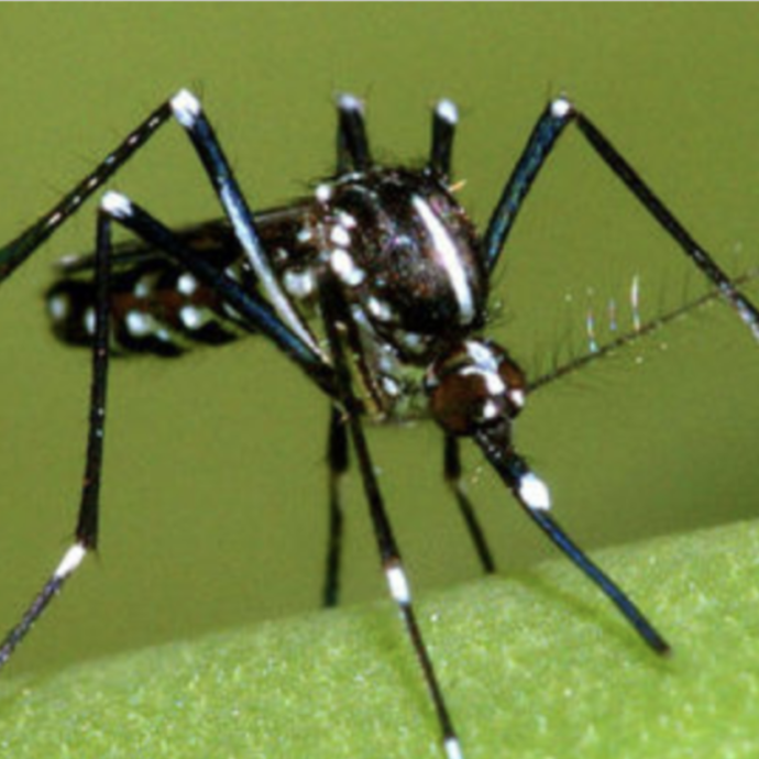 Zanzare geneticamente modificate per far fuori altre zanzare che trasmettono malattie: ecco di che si tratta