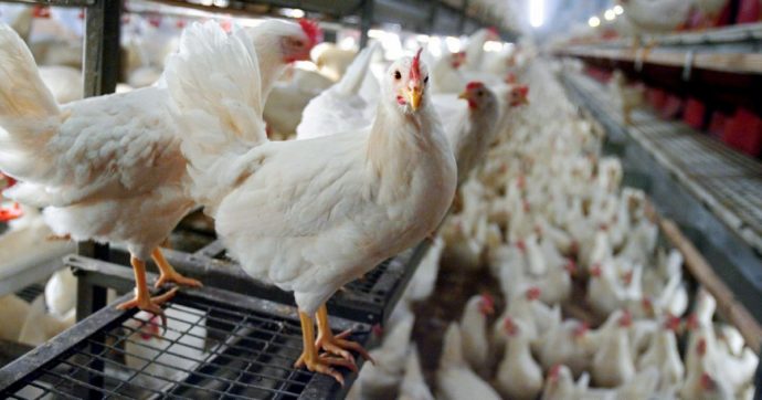 Aviaria, allevamento intensivo abbatte 300mila polli: dove ci porta il nostro sistema alimentare