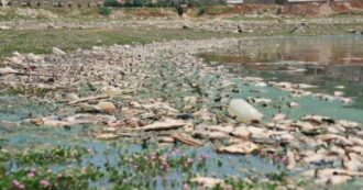 Thousands of dead fish on the shore of the lake: the impressive images of the mystery in Lebanon