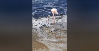 Copertina di Avvistato un fenicottero rosa all’Isola d’Elba: l’incontro ravvicinato sulla spiaggia di Procchio – Video