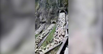 Treviso, a reprodução é incrível: o rio de ovelhas entre as dobras fechadas parece não ter fim