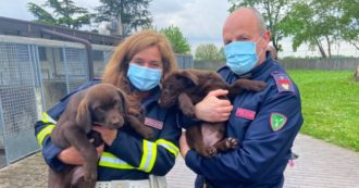 Copertina di Gorizia, cani di varie razze pregiate viaggiavano in condizioni precarie e senza documenti sanitari: salvati dalla polizia
