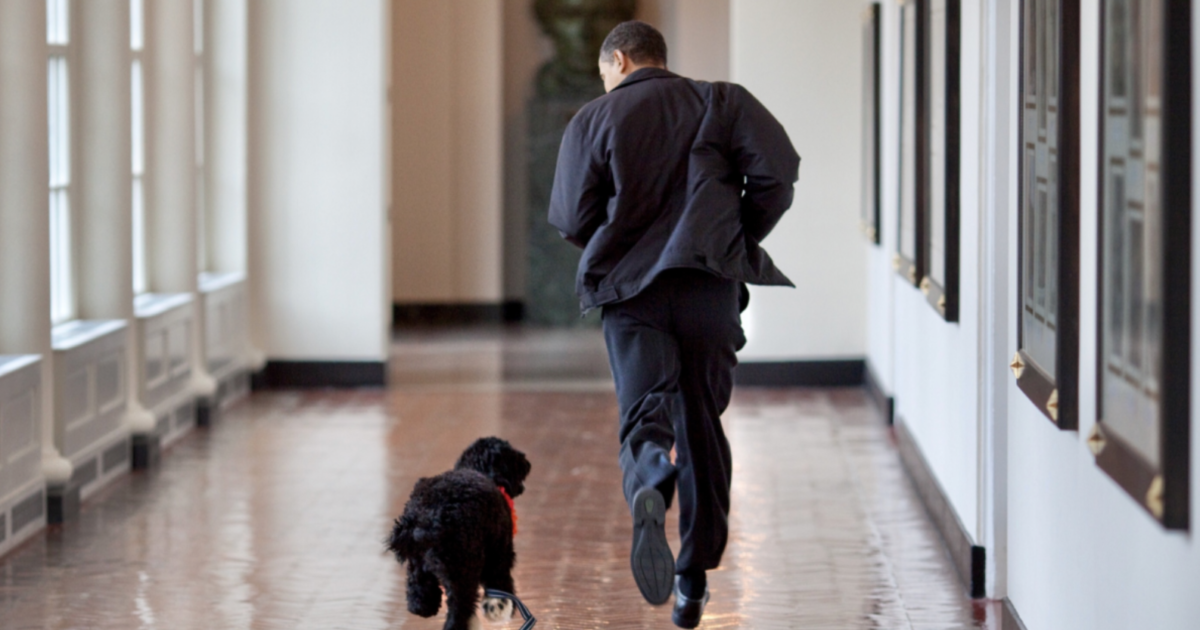 Barack Obama, morto Bo il cane di famiglia: “Abbiamo perso un vero amico, ne avevamo bisogno”