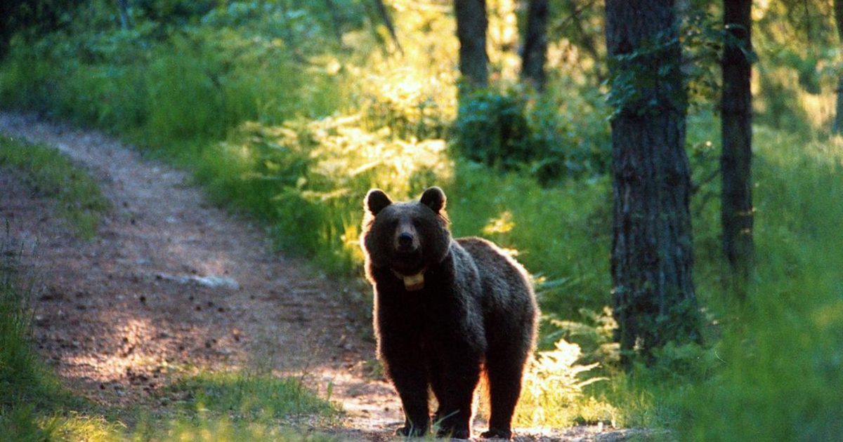Orso in Trentino. ANSA/UFF STAMPA PAT ++NO SALES, EDITORIAL USE ONLY++ In Italia 4 reati ambientali ogni ora, ma mancano ancora leggi fondamentali contro il crimine