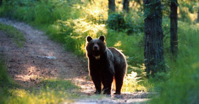 Copertina di In Abruzzo i geometri decidono sul futuro di orsi e aquile