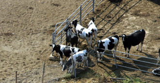 Copertina di Olanda, “va abbattuto un terzo del bestiame negli allevamenti”, proposta di legge per ridurre l’inquinamento