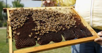 Copertina di La Giornata mondiale delle api è un’altra occasione per pensare alle nostre follie