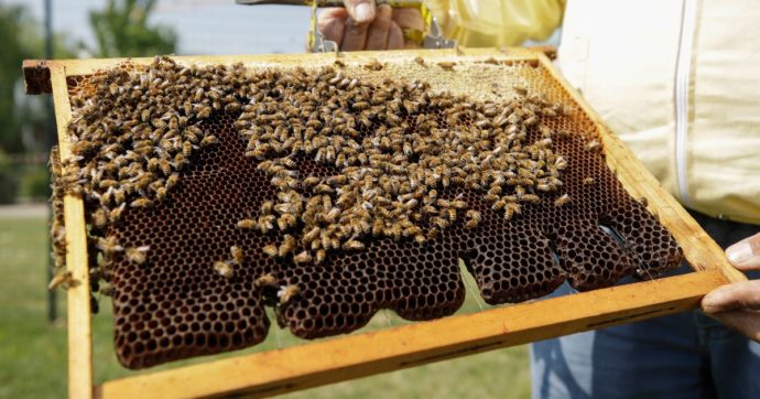 La Giornata mondiale delle api è un’altra occasione per pensare alle nostre follie