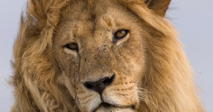 C’era una volta il re della foresta… ora anche il leone è una specie in pericolo
