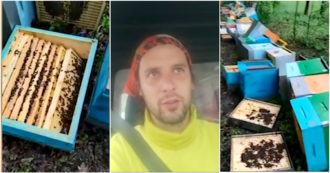 Cuneo, la rabbia e la delusione del giovane apicoltore: “Hanno distrutto le mie arnie nella notte, milioni di api morte” – Video