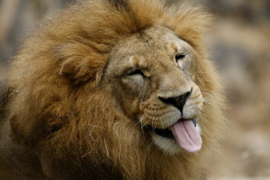 Copertina di Sos leoni: i grandi felini stanno scomparendo. Cave, aumentano quelle abbandonate: qualche proposta per riciclarle. La stampa internazionale