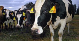 Copertina di Mucca pazza, 25 anni fa il primo caso in Italia. La grande ipocrisia sulle zoonosi e sulla prevenzione