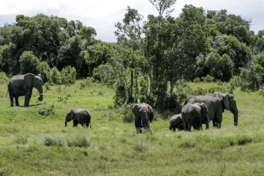 Copertina di L’allarme dell’Onu: “Clima e bracconaggio, gli elefanti sono a forte rischio estinzione”