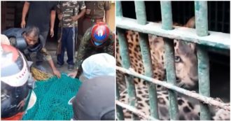 Copertina di Leopardo selvatico entra in una casa e ferisce almeno 3 persone: così i forestali indiani catturano l’animale – Video
