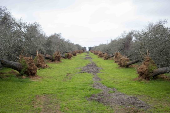 Copertina di L’allarme dei comitati: “La Puglia è a rischio ecocidio”. La politica rischia di fare più danni della Xylella