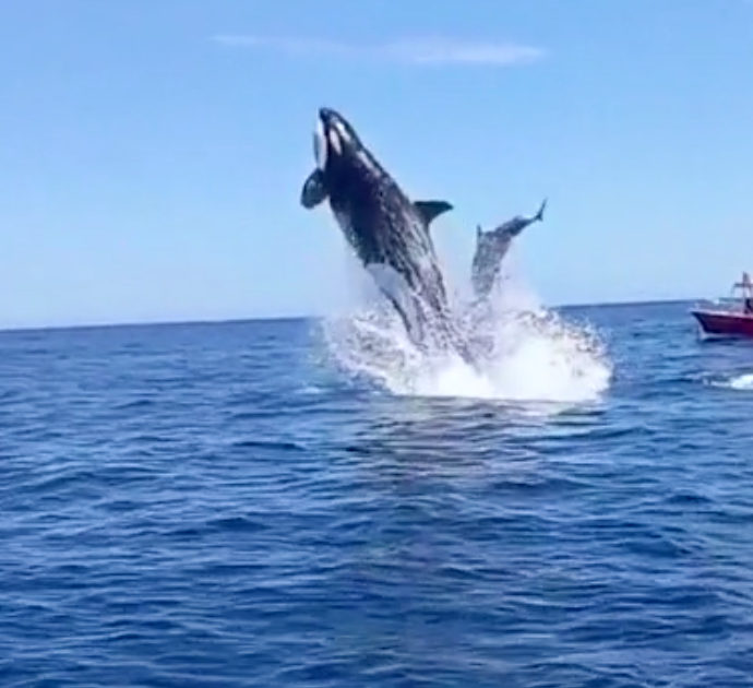 L’orca sperona il delfino durante la caccia: il video del salto spettacolare nell’oceano diventa virale