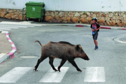 Copertina di Animali e ambiente entreranno nella Costituzione, nei parchi Usa si decide cosa salvare. La stampa internazionale